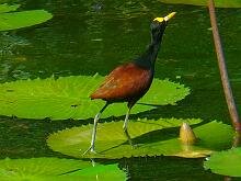 Northern Jacana